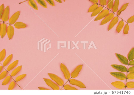 Autumn leaves of acacia in the background. Autumn leaves of acacia in the background. 67941740