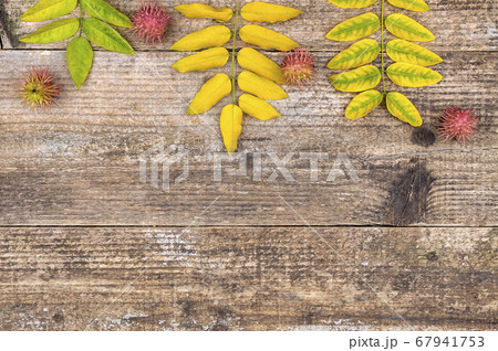 Autumn leaves of acacia and castor beans. 67941753