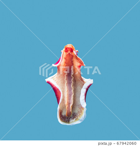 A close-up picture of a red and white Spanish dancer, Hexabranchus sanguineus, isolated on a blue background. The Spanish dancer is a dorid nudibranch, a very large and colourful sea slug, 67942060