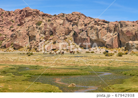 Yamas at Mallcu Garden and Caves - South of Bolivia. 67942938