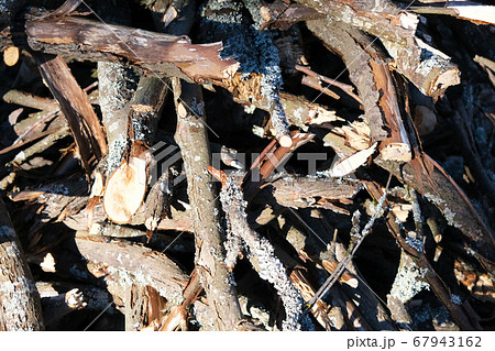 Dry old branches in broken form. 67943162