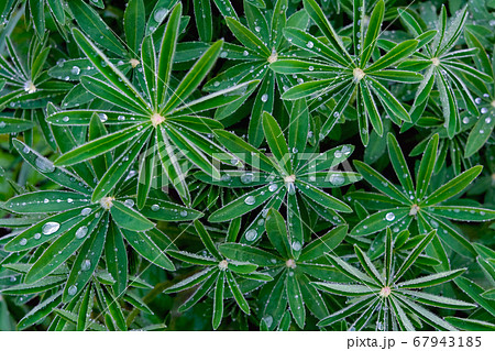Close up of green leaves in dew drops. 67943185
