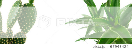 Poster with aloe and cactus on an isolated background. 67943424