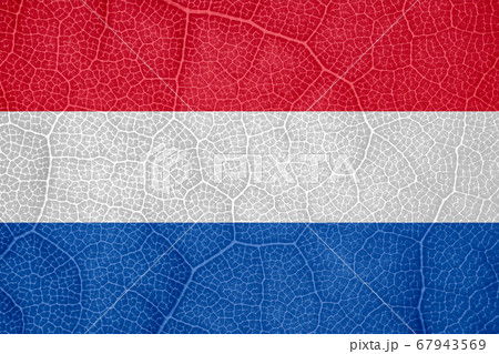 flag of the Netherlands on the structure of a tree leaf macro 67943569