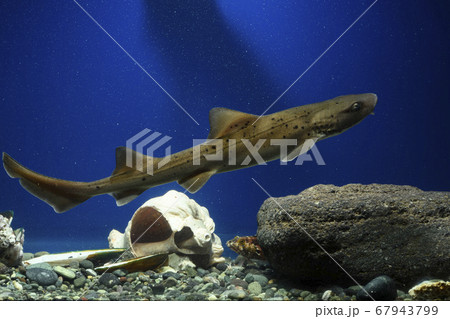サメ　ドチザメ幼魚　シャーク 67943799