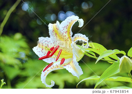 初夏に咲く山ユリ 初夏に咲く山ユリ 67943854