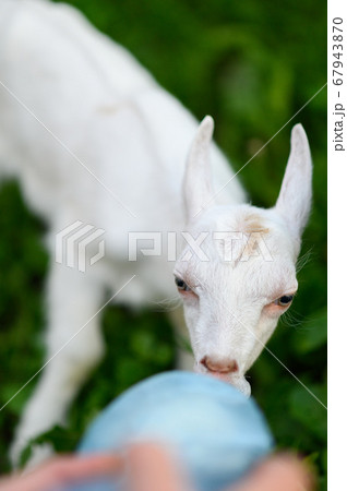 Little baby goat drinking bottled milk in a children's farm Little baby goat drinking bottled milk in a children's farm 67943870