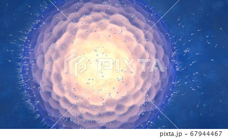 3d render ovulation women sperm and egg 3d render ovulation women sperm and egg 67944467