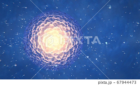 3d render ovulation women sperm and egg 3d render ovulation women sperm and egg 67944473