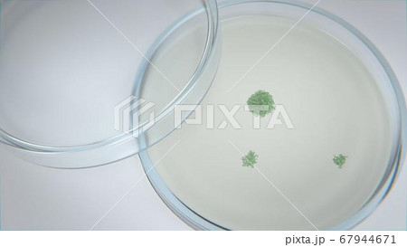 3d render of bacteria and viruses in a petri dish 3d render of bacteria and viruses in a petri dish 67944671