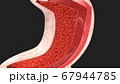 3D render of the stomach in cross section 67944785