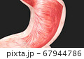 3D render of the stomach in cross section 67944786