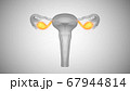 3d render of female health organs. Ovaries and cervix 67944814