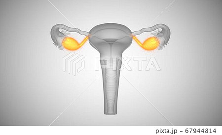 3d render of female health organs. Ovaries and cervix 67944814