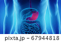 3d render of the human digestive system and stomach 67944818
