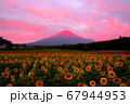 朝焼けのひまわり畑と富士山 67944953