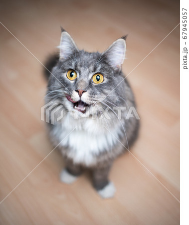 cute hungry maine coon cat looking up cute hungry maine coon cat looking up 67945057