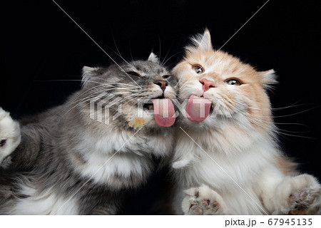 two cats on glass bottom view licking two cats on glass bottom view licking 67945135