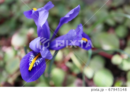青紫色のミニアイリス 67945148