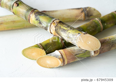 沖縄県産サトウキビ 沖縄県産サトウキビ 67945309