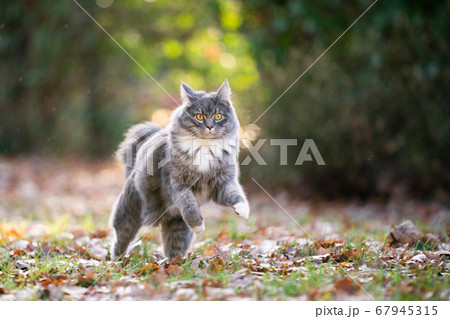 maine coon cat running outdoors in autumn 67945315