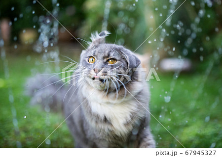 cat shaking water off outdoors 67945327