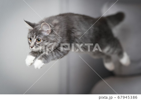 playful maine coon kitten jumping on sofa 67945386