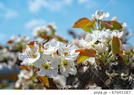 二十世紀梨の花と青空 二十世紀梨の花と青空 67945387