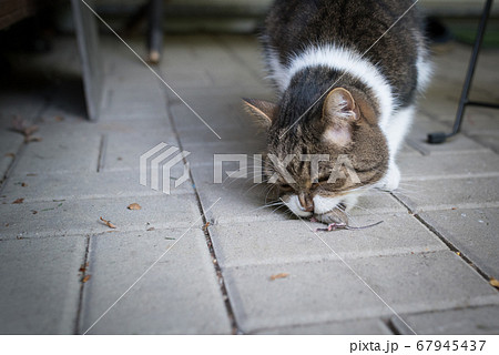 cat eating mouse outdoors 67945437