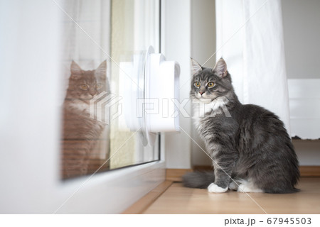 cat in front of cat flap cat in front of cat flap 67945503