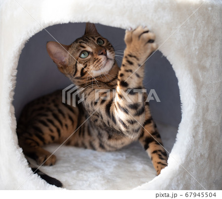 younng playful bengal cat in pet cave younng playful bengal cat in pet cave 67945504
