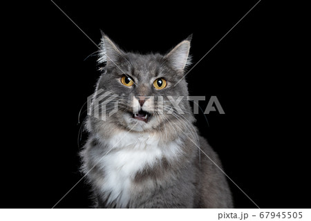maine coon meowing portrait maine coon meowing portrait 67945505