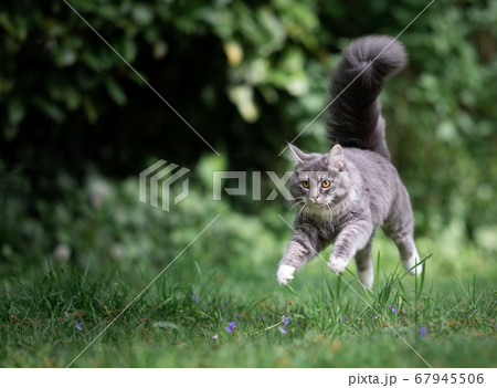cat running jumping over lawn 67945506
