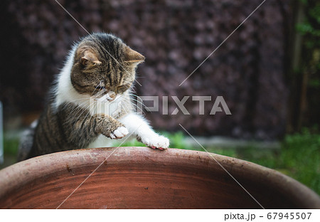 cat about to jump into plant pot 67945507