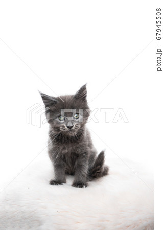 maine coon kitten studio portrait 67945508