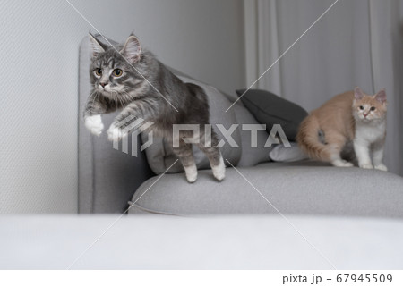 playful cat jumping over couch 67945509