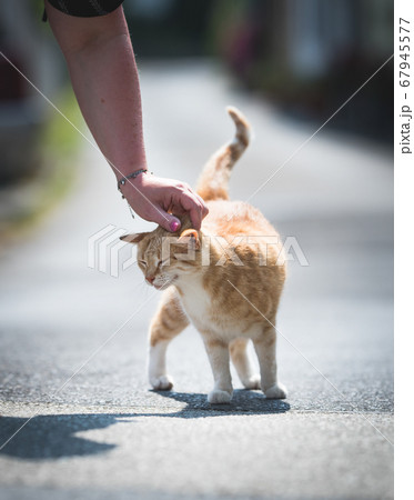 stroking ginger stray cat on street stroking ginger stray cat on street 67945577