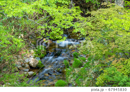 新緑の奥利根水源の森　新緑のブナ林 　群馬県みなかみ町　　 67945830