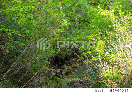 新緑の奥利根水源の森　新緑のブナ林 　群馬県みなかみ町　　 67946017