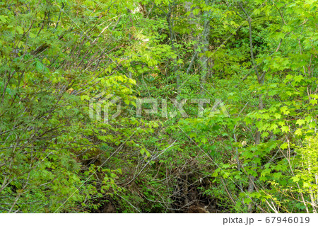 新緑の奥利根水源の森　新緑のブナ林　群馬県みなかみ町　　 67946019
