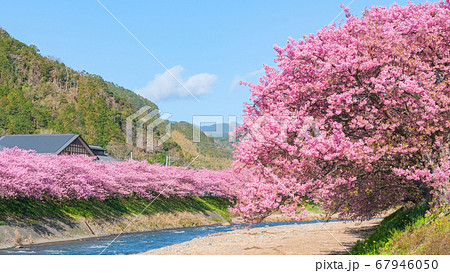 河津桜(河津町) 河津桜(河津町) 67946050