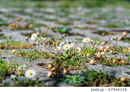 Daisies grow on asphalt plant and city Daisies grow on asphalt plant and city 67946158