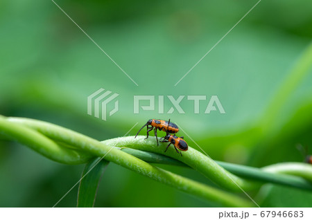 ヒメジュウジナガカメムシの幼虫 67946683