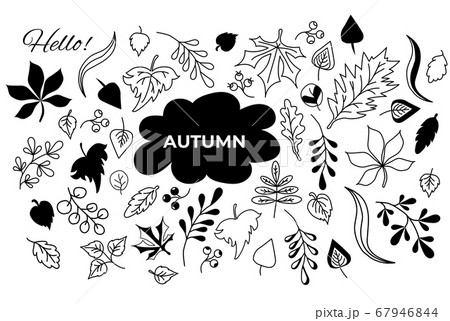 Vector set of autumn drawings. outline and silhouette. Doodle of various leaves and berries and text. Set of elements for the fall season. Use for autumn design and decoration. Vector  67946844