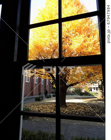黄色に染まった窓越しの銀杏の木/Ginkgo tree through the window 黄色に染まった窓越しの銀杏の木/Ginkgo tree through the window 67947984