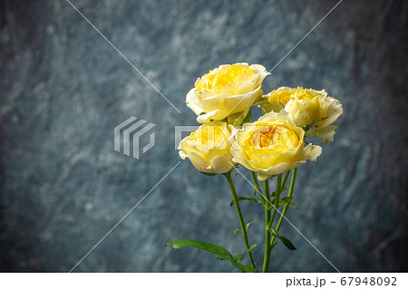 バラの花 室内スタジオ撮影の写真素材
