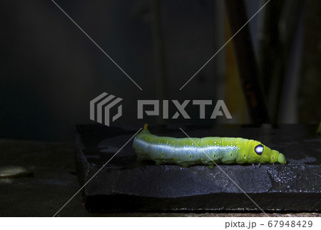 Green beetle on black stone The sun shines on the worm. Dark blurred background Green beetle on black stone The sun shines on the worm. Dark blurred background 67948429