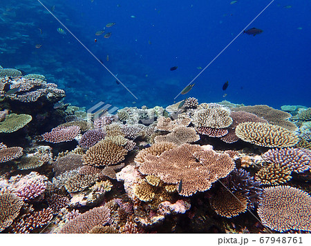 サンゴ礁と熱帯魚の写真素材