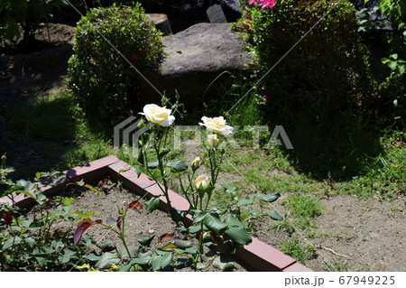 白いバラの花、中心部分は淡いピンク色＠我が家の庭、堺市 67949225