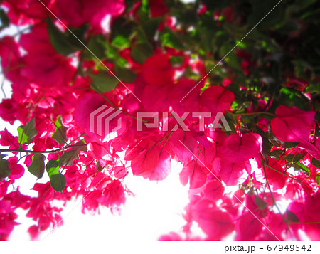 アメリカ西海岸のブーゲンビリア 67949542